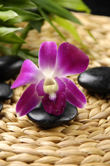 Pink orchid flower and black stone with bamboo in spa resort