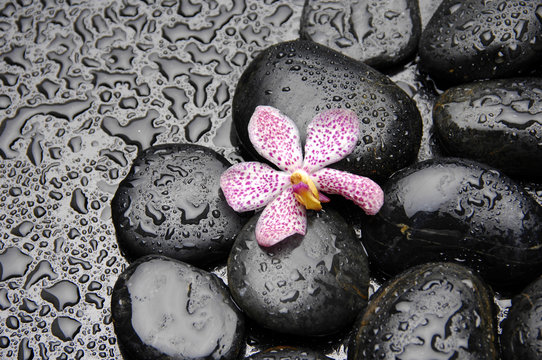 Wet zen pebble with Pink orchid .Selective focus