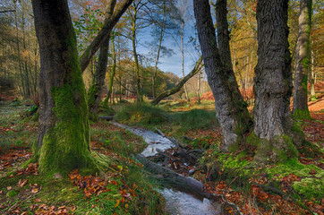 New Forest Stream