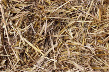 Background of dried brown hay
