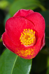 Camellia Japonica, Pillnitz, Dresden