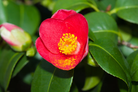 Camellia Japonica in March