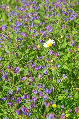 Fototapeta premium garland chrysanthemum and Echium bonnetii