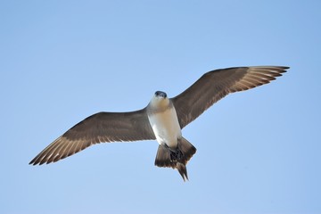 Arctic Skua - Svalbard