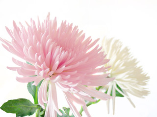 Pink and white Chrysanthemum