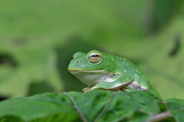 蛙