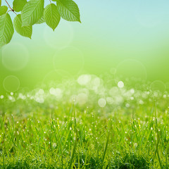 Obraz premium green natute background