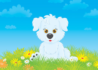 White pup sitting on grass among wildflowers