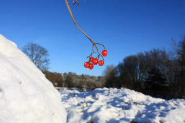 Red guelder-rose berries, snow and blue sky