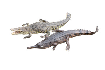 Crocodile and gavial friend on white background.