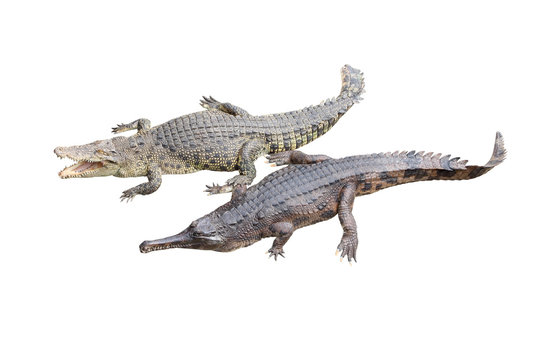 Crocodile and gavial friend on white background.