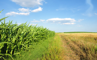 Green field with young corn © Željko Radojko
