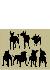 silhouette of the dogs