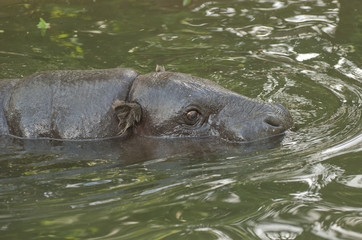 Pigmy hippo