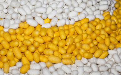 Silkworm cocoon in the housing