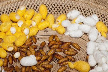 Silkworm cocoon in the housing