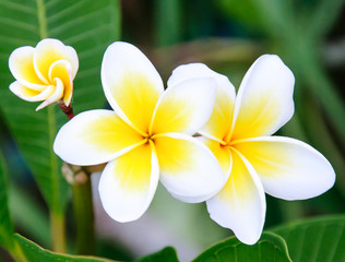 White frangipani