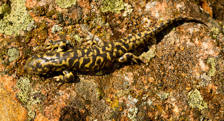 Obraz premium Tiger Salamander blends with natural surroundings