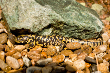 Tiger Salamander hides under green rock