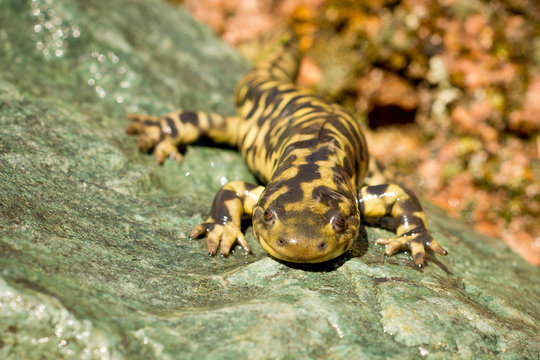 Tiger Salamander looking at you