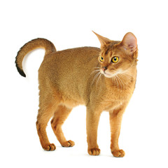 Abyssinian cat