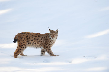 An isolated Lynx in the snow background while looking at you © Andrea Izzotti