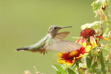 Broad-tailed hummingbird female (Selasphorus platycercus) © donyanedomam