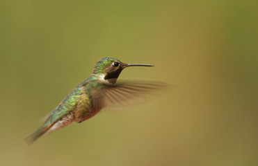 Broad-tailed hummingbird male (Selasphorus platycercus)