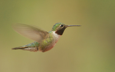 Fototapeta na wymiar Broad-tailed male hummingbird (Platycercus Selasphorus)