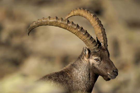 An isolated ibex lonh horn sheep clode up portrait