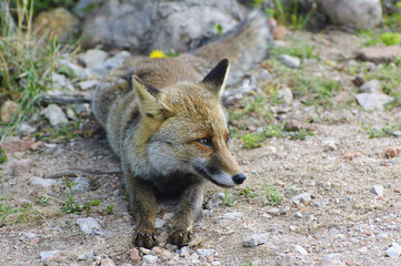 Naklejka na ściany i meble Włoska Fox Uccellina Wildlife Park. Grosseto, Toskania, Włochy