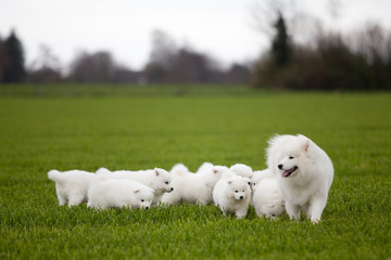 Samoyed dog