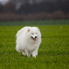 Samoyed dog