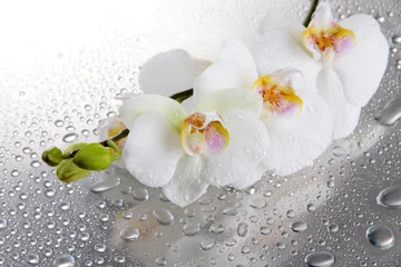 Fotobehang witte mooie orchideeën met druppels © Africa Studio