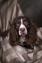 Springer Spaniel Studio Portrait