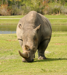 Obraz premium Rhino in the wild