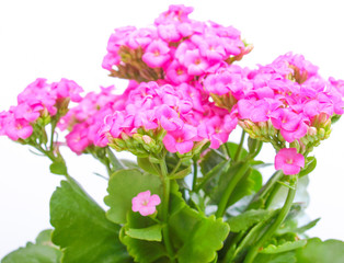 Kalanchoe flower