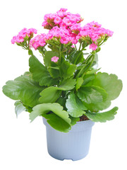 Kalanchoe flower