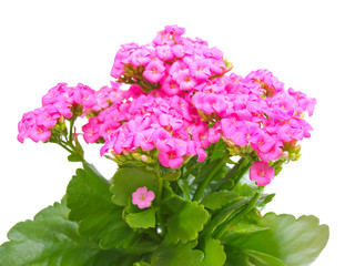 Kalanchoe flower