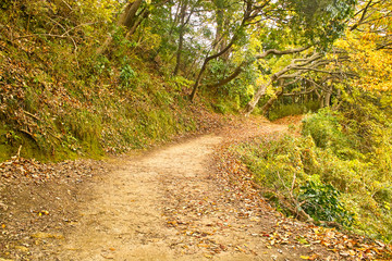 Obraz premium 森の小道