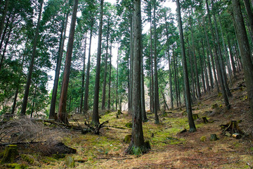 針葉樹の森
