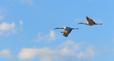 Flying cranes