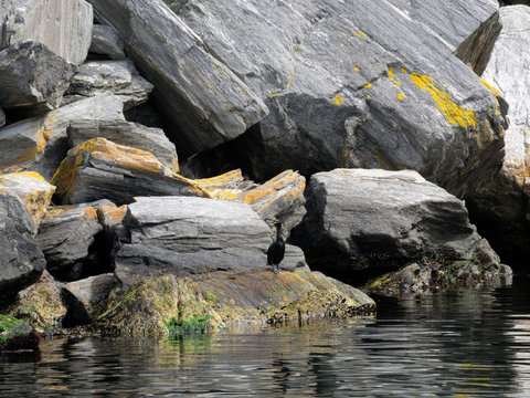 Birds, cormorants