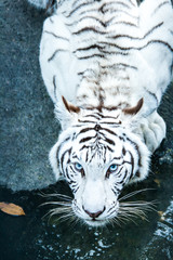 white tiger in nightsafari chiangmai Thailand