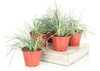 pots with seedling isolated on white