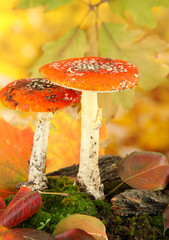 red amanitas with moss, on autumn yellow background