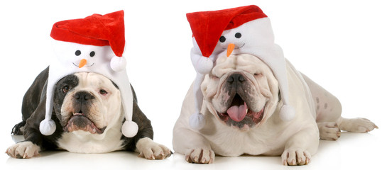 santa dogs