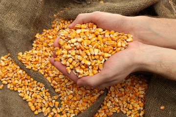 man hands with grain, on yellow corn background