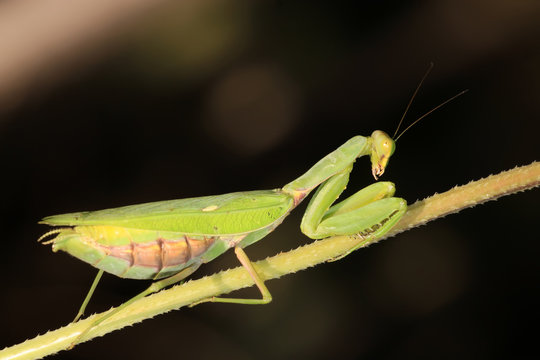 closeup of mantis