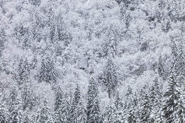 Winter Forest Abstract